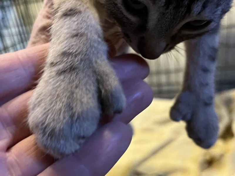 Bert thumbnail 2