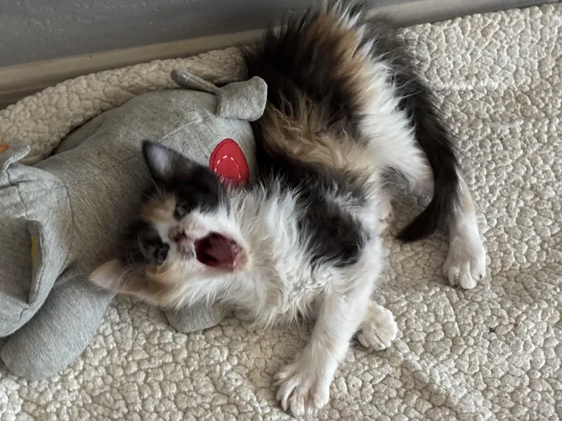A baby small-sized female Domestic Short Hair cat named Sugar for adoption in queen creek, AZ