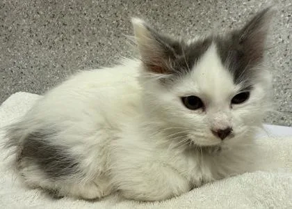 A baby small-sized male Domestic Long Hair cat named Trumpet for adoption in Eugene, OR