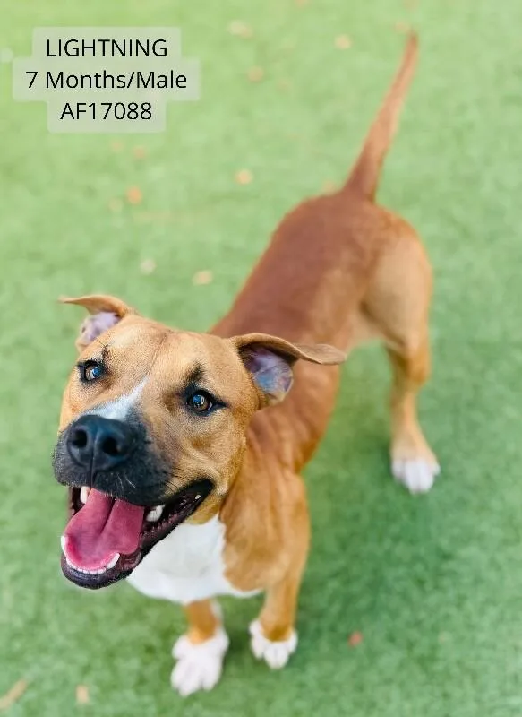 An adult medium-sized male Pit Bull Terrier dog named Lightning for adoption in Supply, NC