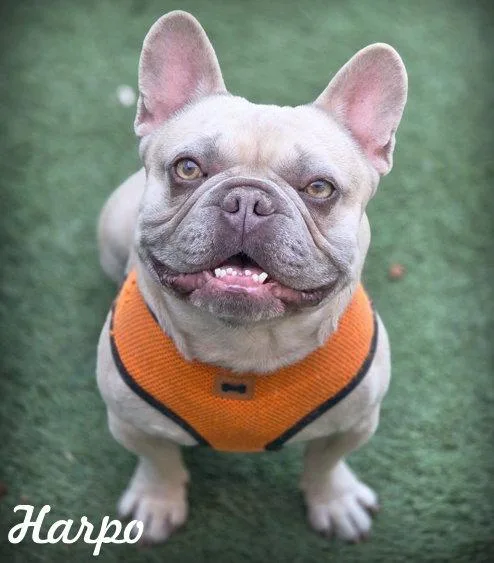An adult small-sized male French Bulldog dog named Harpo for adoption in Anaheim Hills, CA