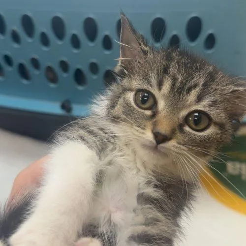 A baby small-sized female Tabby (Brown / Chocolate) Domestic Short Hair cat named Rose Quartz for adoption in Fishers, IN