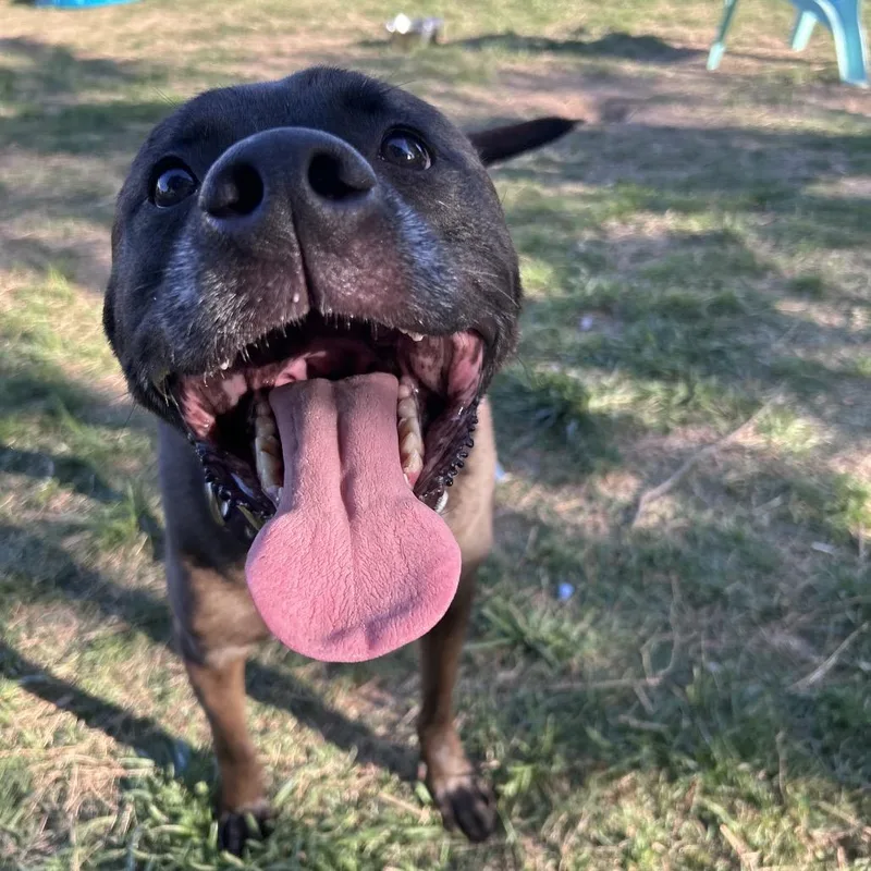 A senior small-sized male Black Mixed Breed dog named Zeus for adoption in Fredericksburg, VA