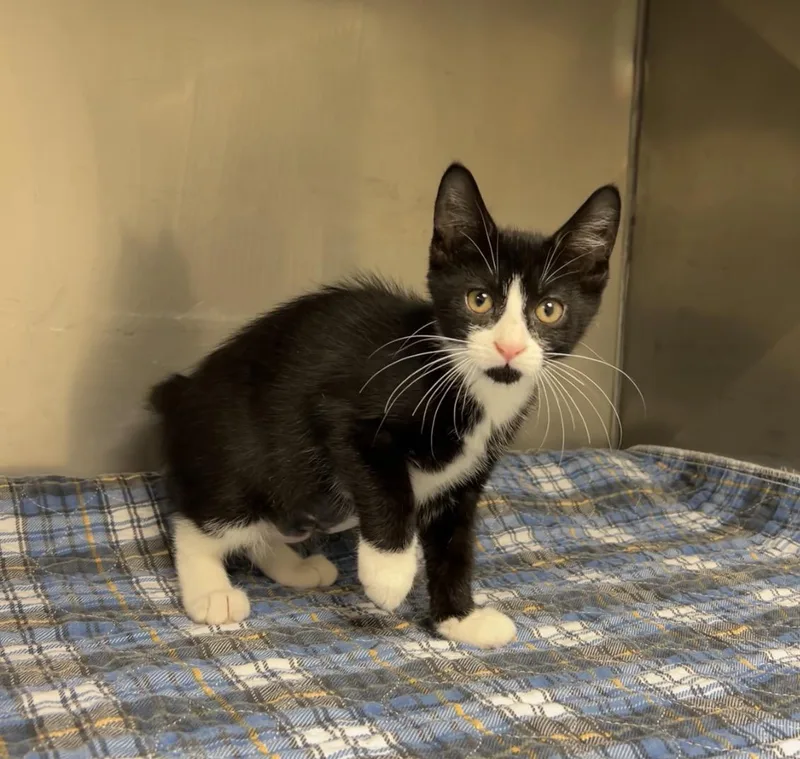 A baby medium-sized female Black & White / Tuxedo Domestic Short Hair cat named French Fry for adoption in Montville, NJ