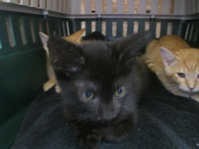 A baby small-sized male Domestic Short Hair cat named Twilight for adoption in Ocala, FL