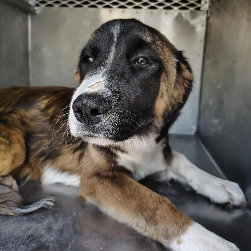 A young medium-sized female Brown / Chocolate Great Pyrenees dog named Yin for adoption in Springtown, TX