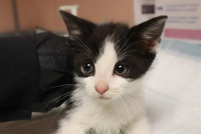 A baby small-sized male Domestic Short Hair cat named Asparagus for adoption in Columbia, SC