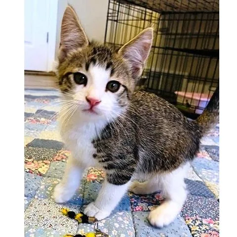 Pepper thumbnail 3