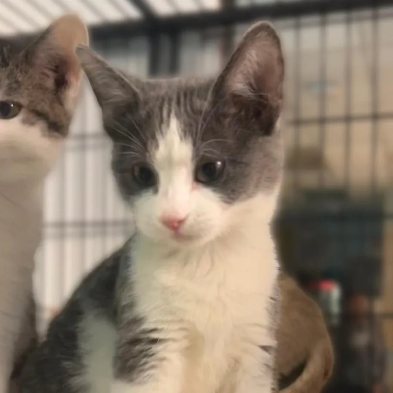 A baby small-sized female Domestic Short Hair cat named Shack in Minnesota for adoption in Davenport, IA