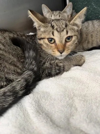 A baby small-sized male Domestic Short Hair cat named Peanut for adoption in Westland, MI