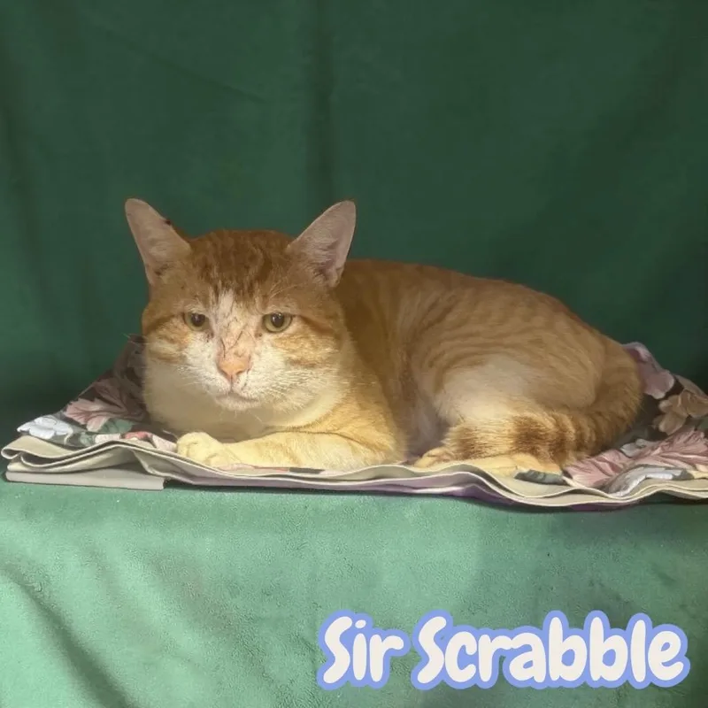 An adult medium-sized male Domestic Short Hair cat named Sir Scrabble for adoption in Sorrento, LA