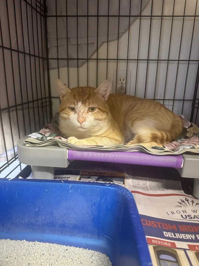 Sir Scrabble thumbnail 2