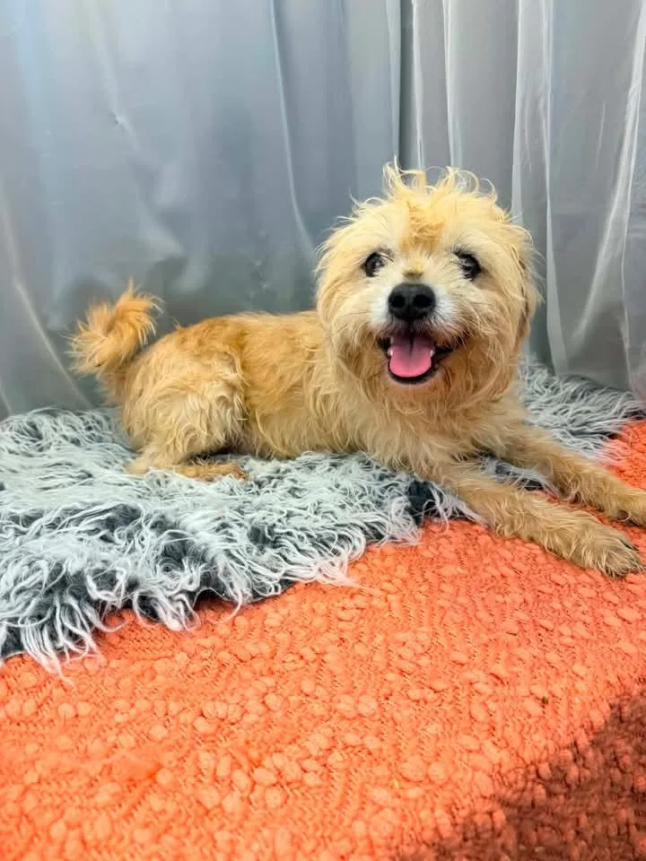 An adult small-sized female Golden Cavapoo dog named Cake for adoption in Tomkins Cove, NY