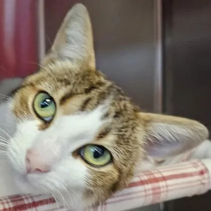 A young medium-sized female Domestic Short Hair cat named Irma Gerd for adoption in Pleasanton, CA