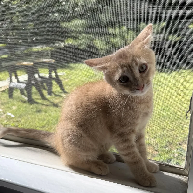 A baby medium-sized male Orange / Red Domestic Short Hair cat named Jasper for adoption in Lemoyne, PA