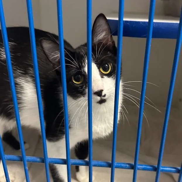 A young medium-sized female Black Domestic Short Hair cat named Latto for adoption in Normal, IL