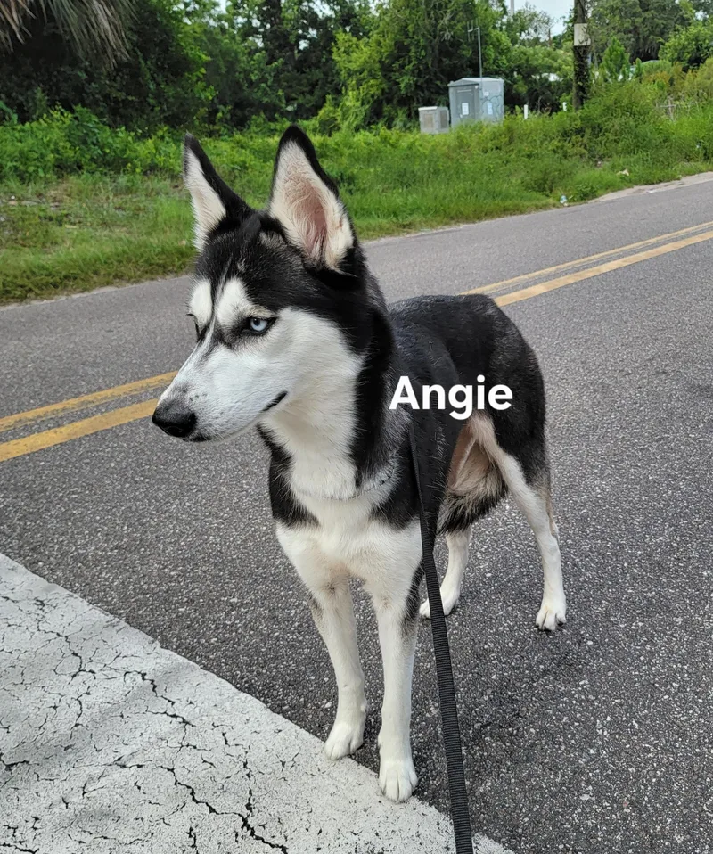 An adult medium-sized female Black Husky dog named Angie for adoption in St. Augustine, FL