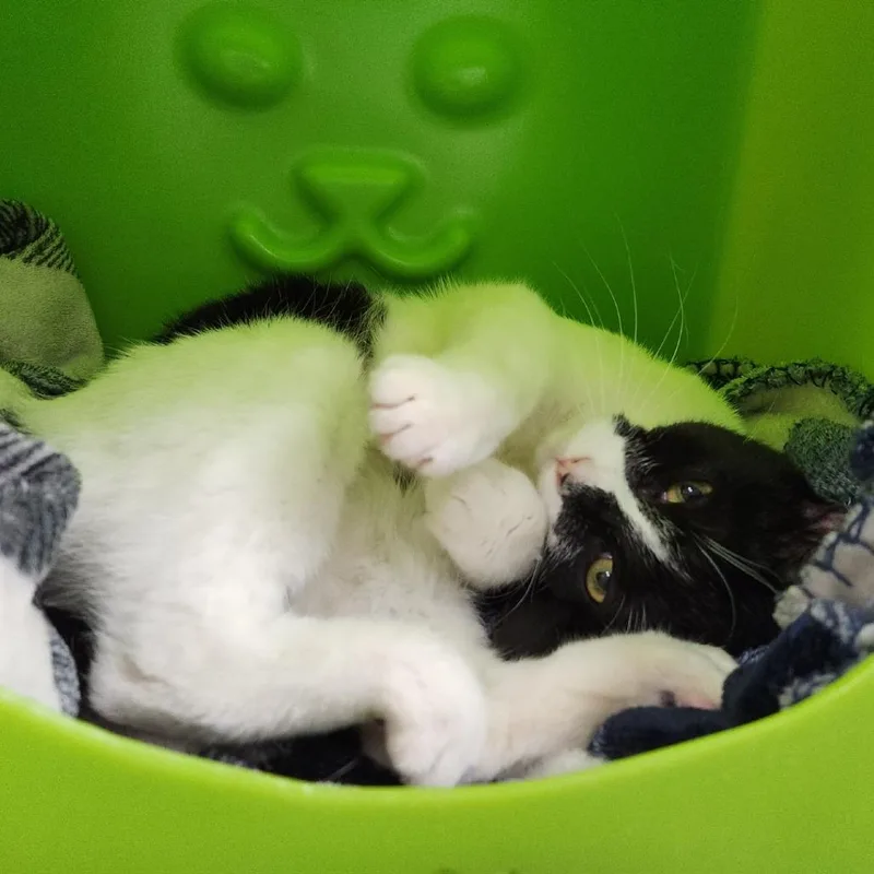 An adult medium-sized female Black Domestic Short Hair cat named Willow for adoption in Brookfield, WI