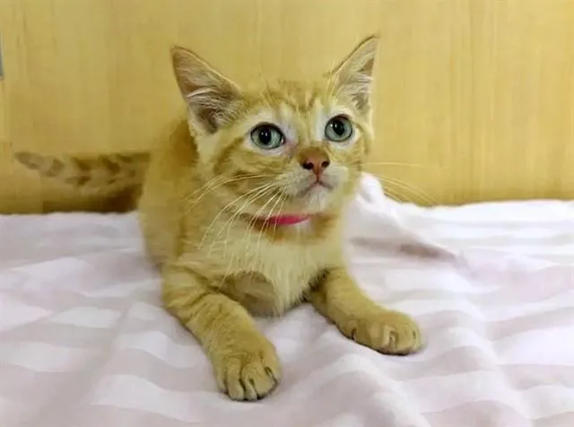 A baby small-sized female Domestic Short Hair cat named Lime for adoption in Saint Louis, MO
