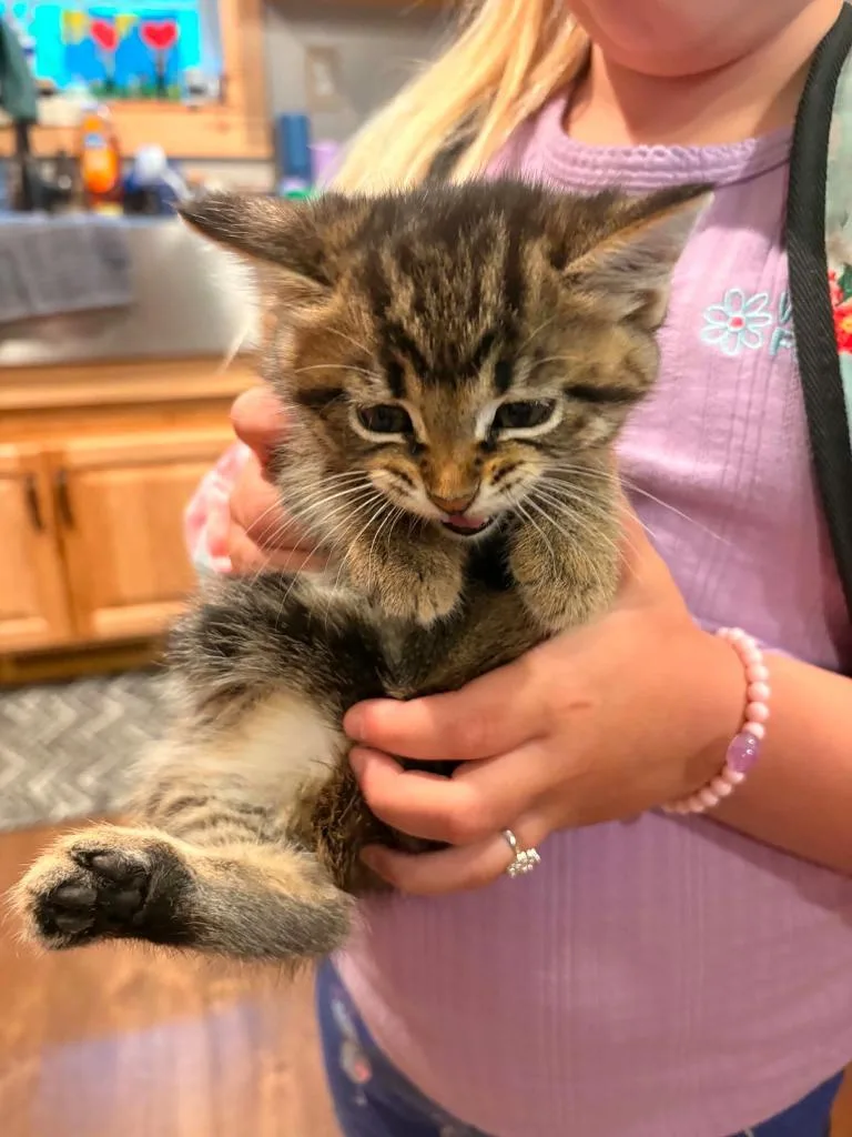 A baby small-sized female Domestic Medium Hair cat named Tinkerbell for adoption in Effingham, IL