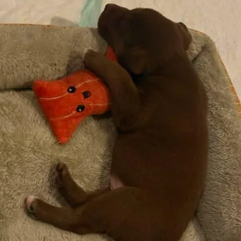 A baby small-sized male Brown / Chocolate Pit Bull Terrier dog named Hershey for adoption in Dover, AR