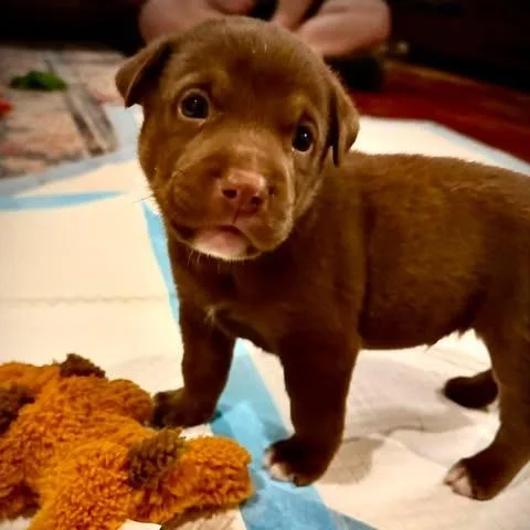 Hershey thumbnail 2
