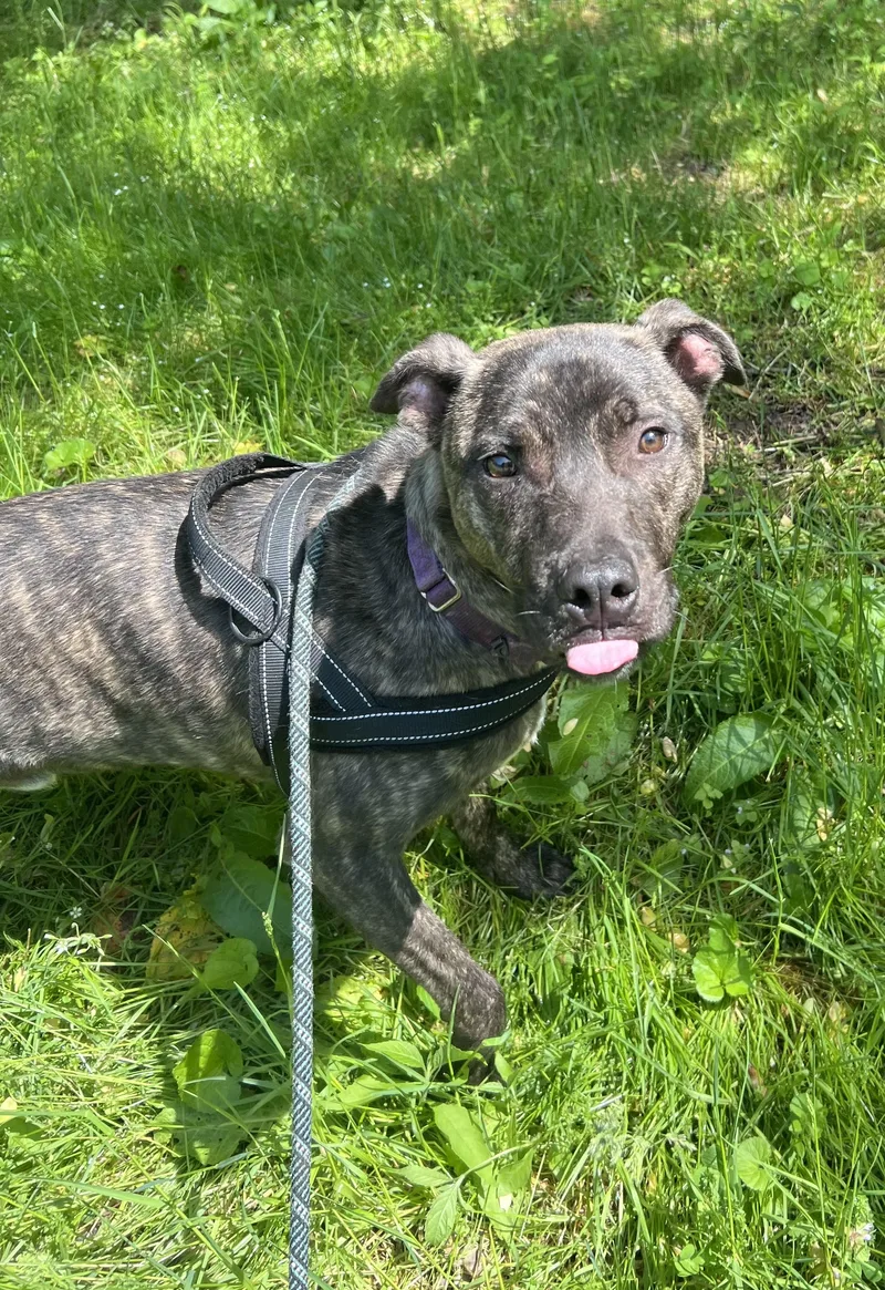 An adult large-sized male Brindle American Staffordshire Terrier dog named Scout for adoption in Salem, WV