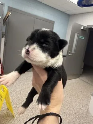 A baby small-sized male Terrier dog named Green Band for adoption in Gastonia, NC