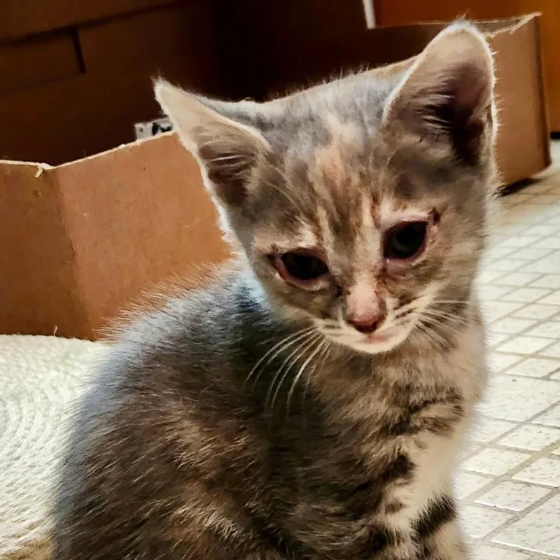 A baby medium-sized female Tortoiseshell cat named Silver for adoption in Gastonia, NC