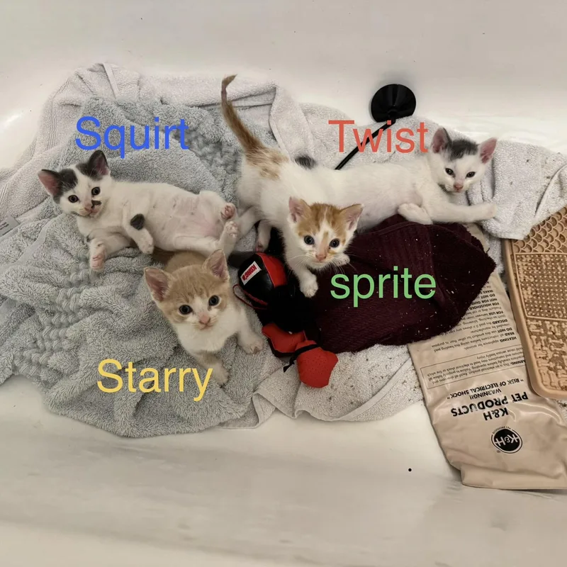 A baby small-sized male Orange & White Domestic Short Hair cat named Starry Sprite for adoption in Baytown, TX