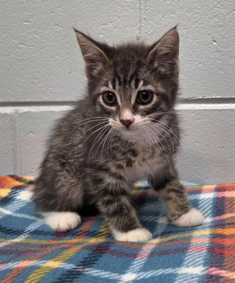 A baby small-sized male Domestic Short Hair cat named Jasper for adoption in Muskegon, MI