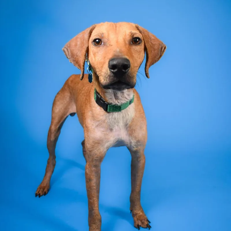 A young medium-sized male Redbone Coonhound dog named Phillip for adoption in West Palm Beach, FL