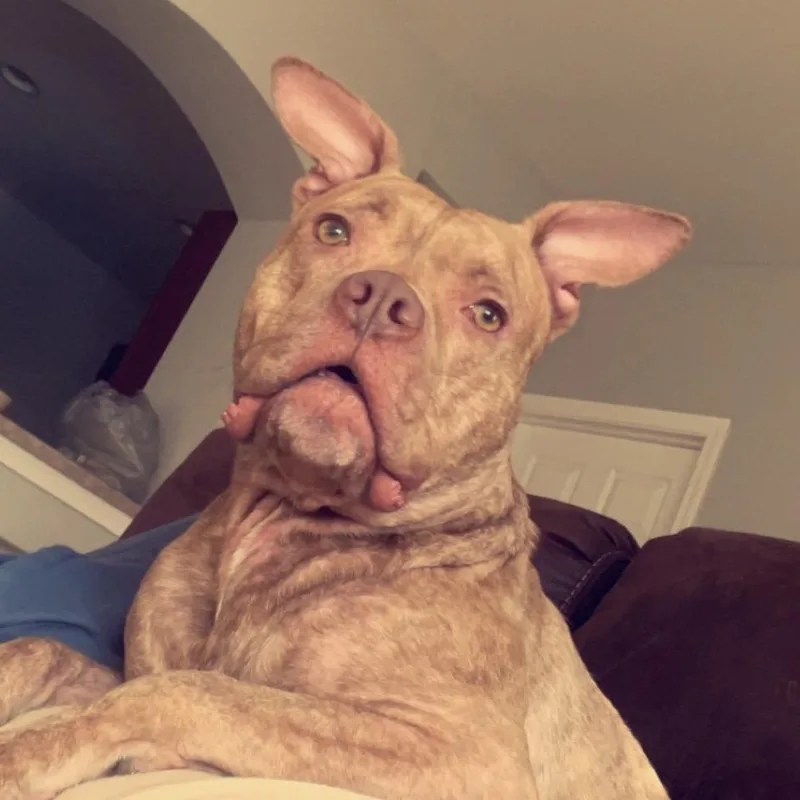 Chandler thumbnail 2