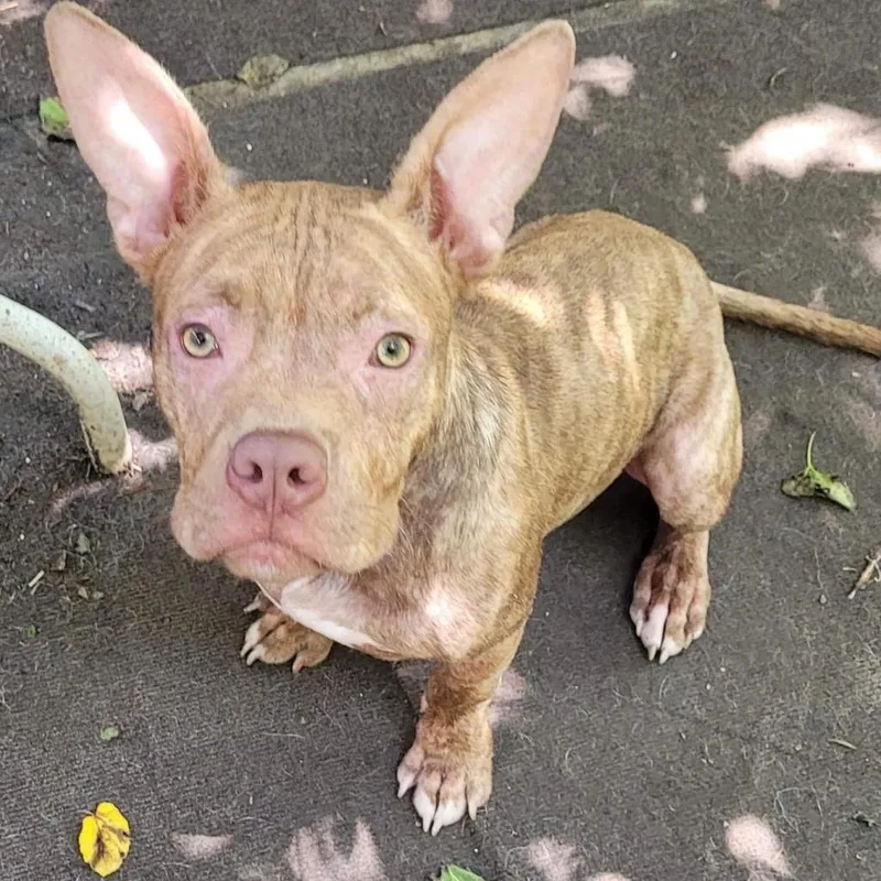 Chandler thumbnail 3