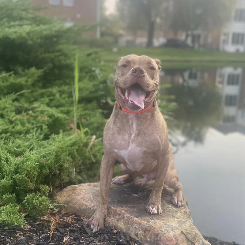 Chandler thumbnail 4