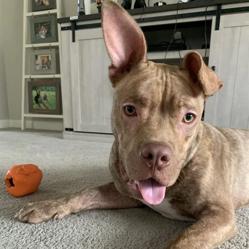 Chandler thumbnail 5