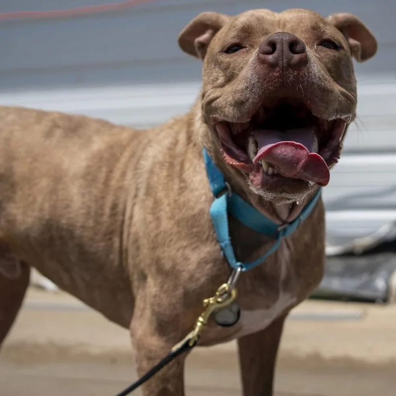 Chandler thumbnail 6