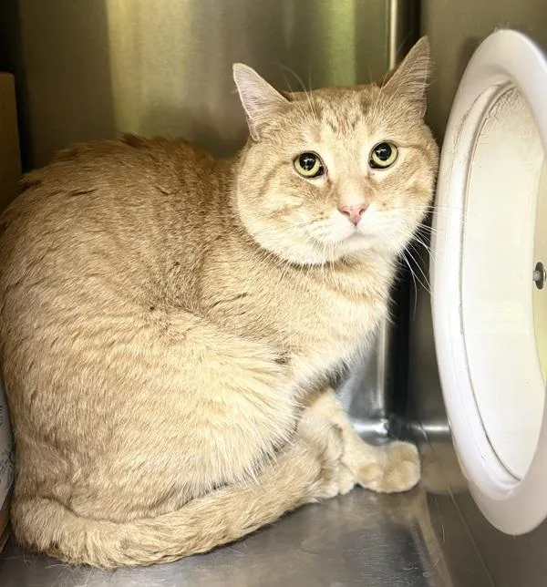 An adult medium-sized male Domestic Short Hair cat named Clay for adoption in Sioux City, IA
