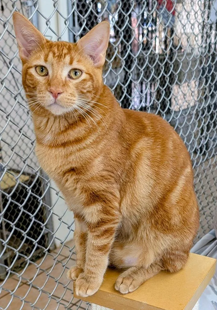 A young medium-sized male Domestic Short Hair cat named Juno for adoption in Peoria, AZ
