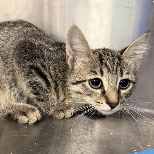 A baby medium-sized female Gray / Blue / Silver Domestic Short Hair cat named Amazon for adoption in Greensboro, NC