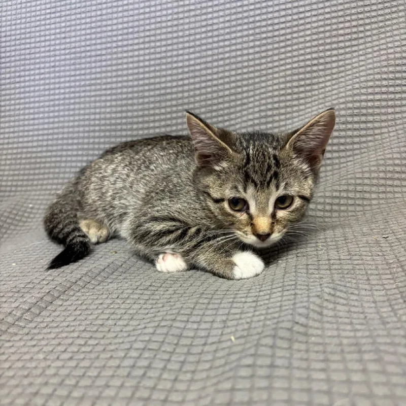 A baby small-sized female Brown / Chocolate Domestic Short Hair cat named Truffle for adoption in Buffalo, MN