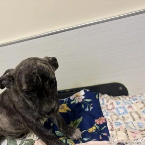 A baby small-sized male Brindle Mixed Breed dog named Bacon for adoption in Novelty, OH
