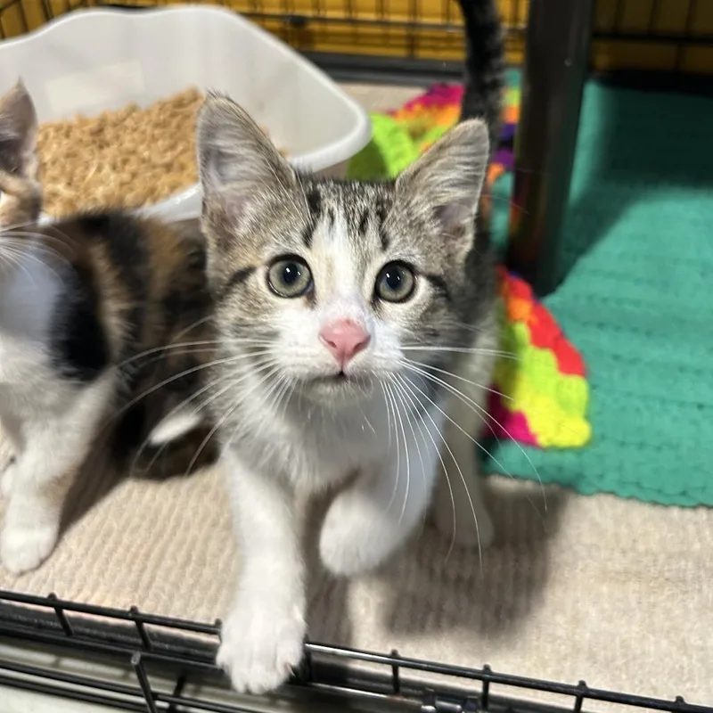 An adult large-sized male Brown / Chocolate Domestic Short Hair cat named Jackinabox Fka Big Pharma for adoption in Chesapeake, VA