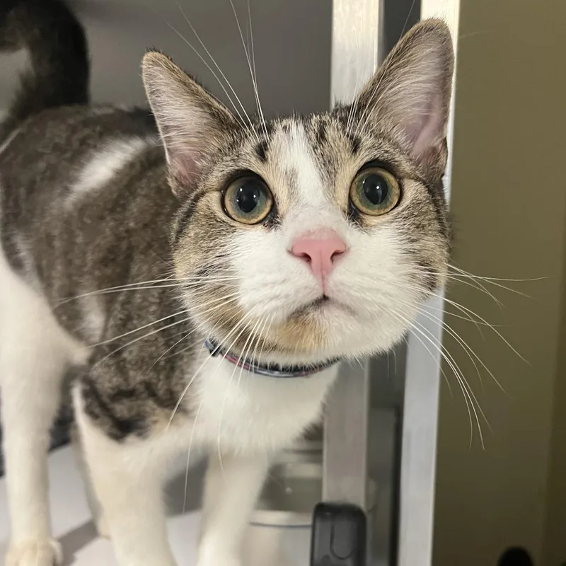 Jackinabox Fka Big Pharma thumbnail 2