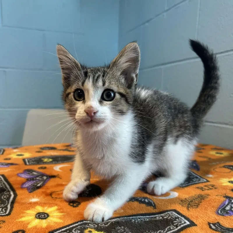 Jackinabox Fka Big Pharma thumbnail 3