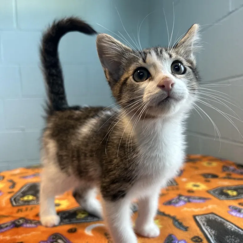 Jackinabox Fka Big Pharma thumbnail 4