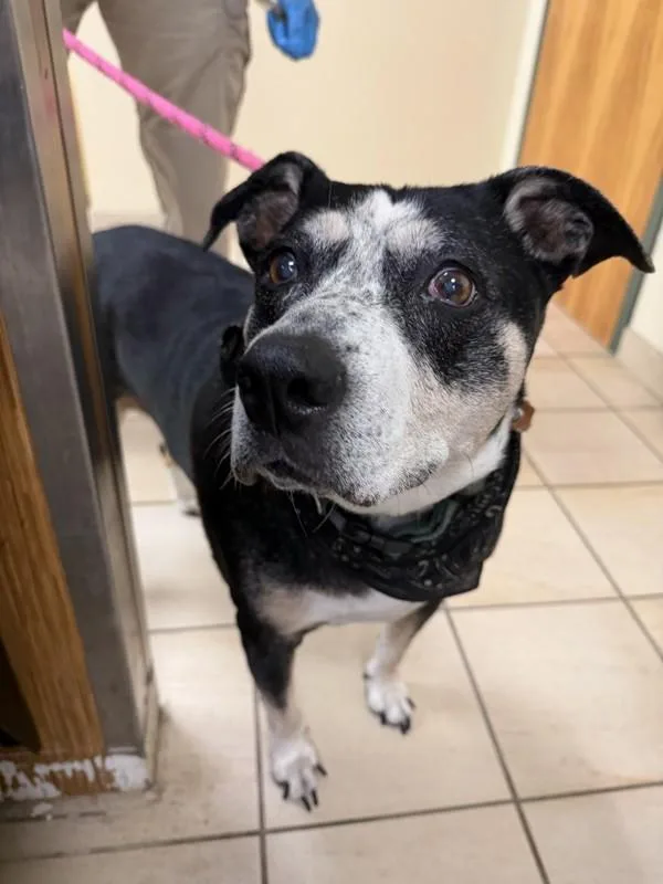 A senior large-sized female Pit Bull Terrier dog named Magic for adoption in Virginia Beach, VA