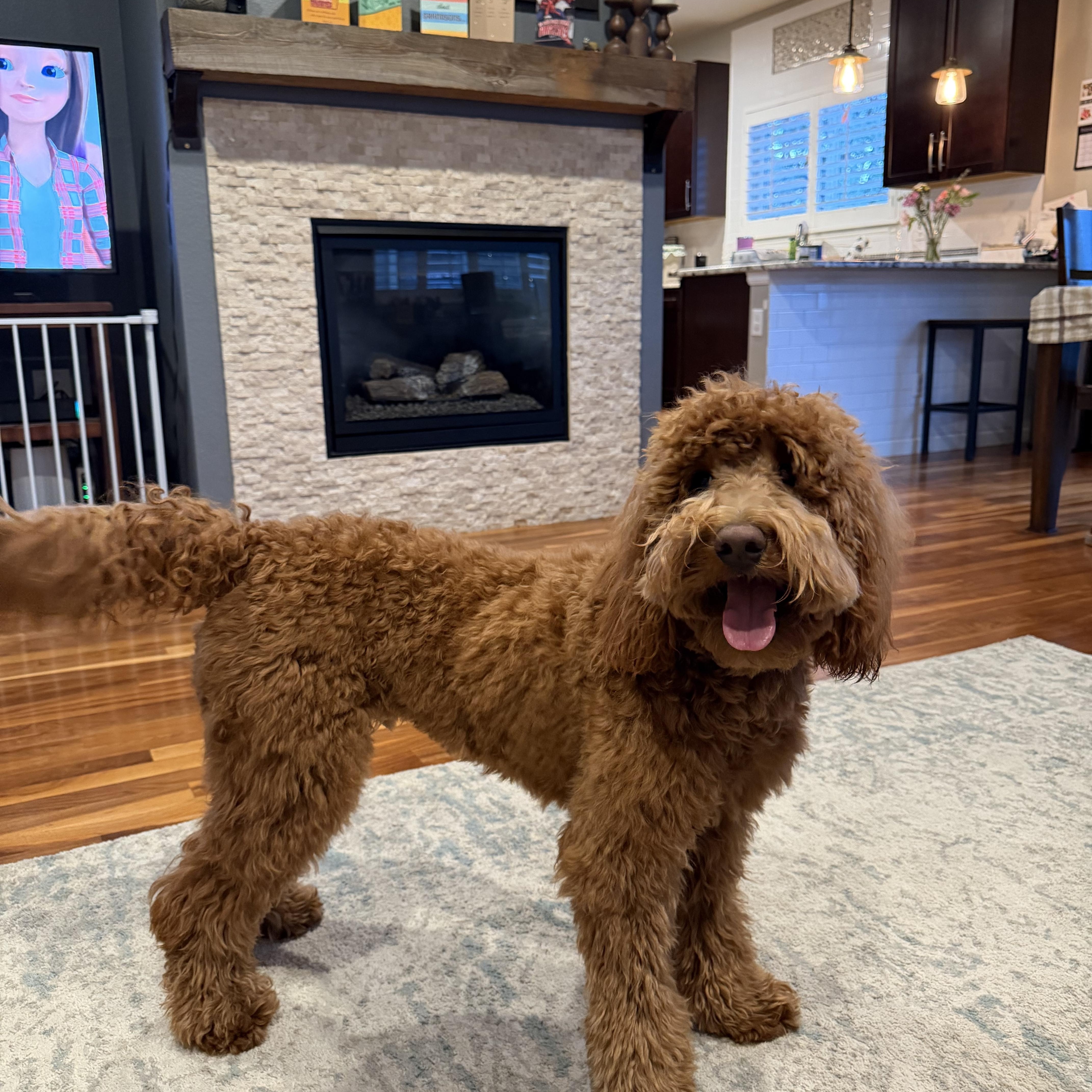 Waffles  Playful Puppy! thumbnail 2