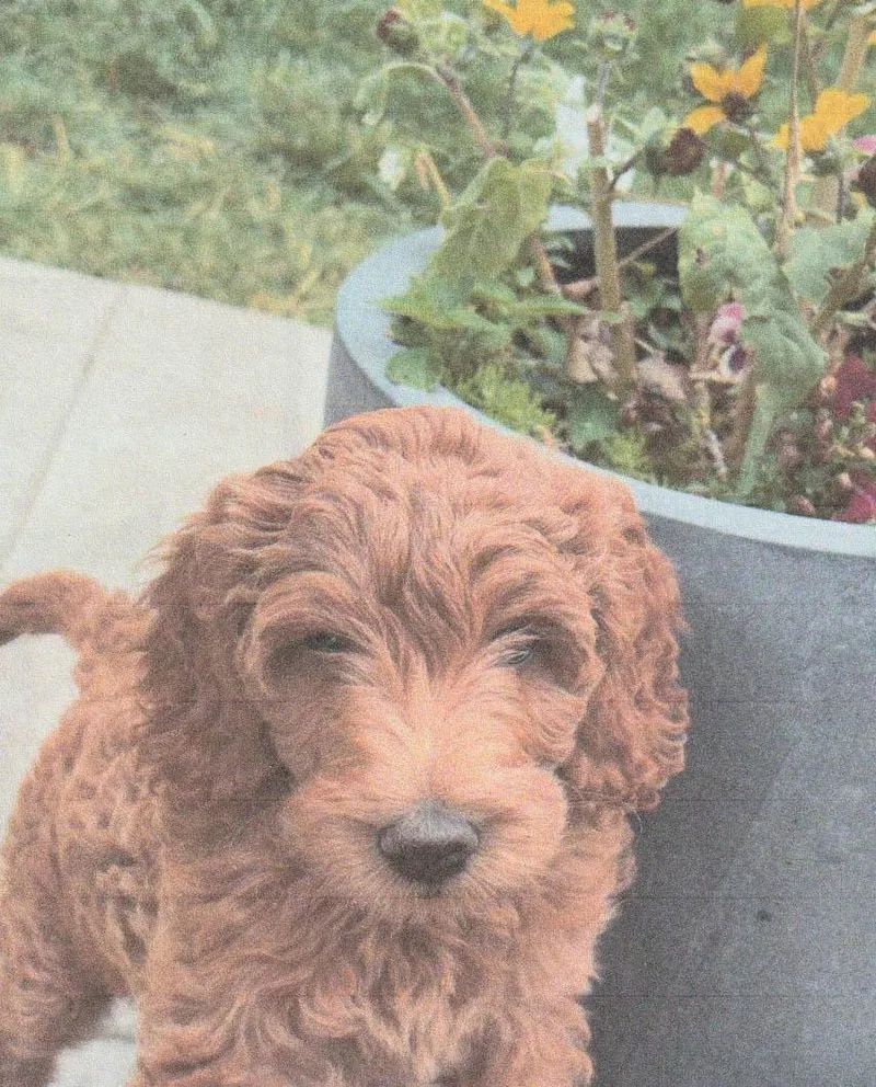 Waffles  Playful Puppy! thumbnail 3