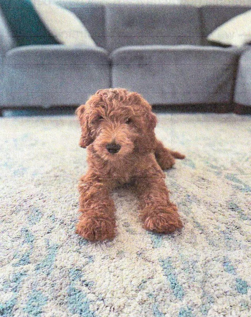 Waffles  Playful Puppy! thumbnail 4